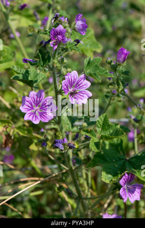 Comune, malva Malva Sylvestris, Deep Purple linee fiori lilla con la visita di insetti, Berkshire, Luglio Foto Stock