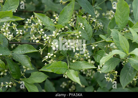 Fioritura europea albero mandrino, Euonymus europaeus, pianta flowering, Berkshire, Giugno Foto Stock