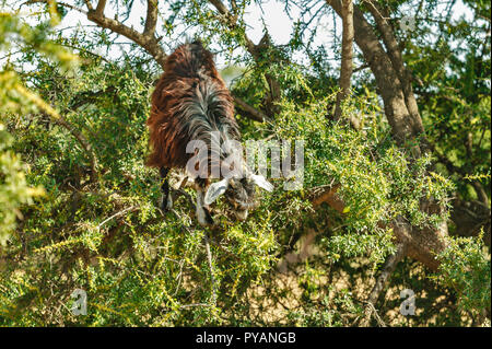 Il Marocco SOUS valle albero di argan Argania spinosa giovane capra nella struttura ad albero alimentazione sulle foglie Foto Stock