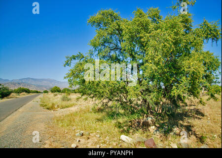 Il Marocco SOUS VALLE ALBERO DI ARGAN E FRUTTA Argania spinosa Foto Stock