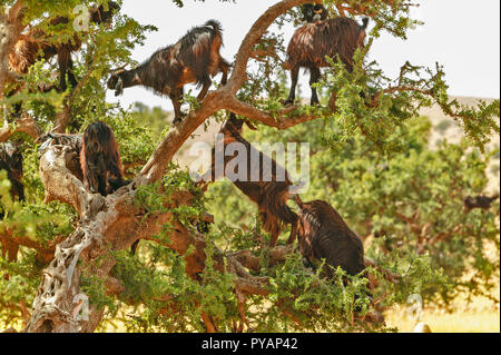 Il Marocco SOUS valle albero di argan Argania spinosa sette capre sui rami alimentare su foglie Foto Stock