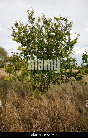 Lo spurgo frangola, comune frangola, frangola. Nome scientifico: Rhamnus cathartica Famiglia: Rhamnaceae. Nativo di albero del Regno Unito. La fruttificazione in autunno. Foto Stock