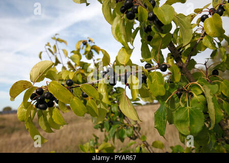 Lo spurgo frangola, comune frangola, frangola. Nome scientifico: Rhamnus cathartica Famiglia: Rhamnaceae. Nativo di albero del Regno Unito. La fruttificazione in autunno. Foto Stock