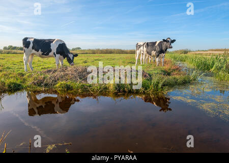 Curioso bovini giovani in un paesaggio di polder lungo un fosso, vicino a Rotterdam, Paesi Bassi Foto Stock