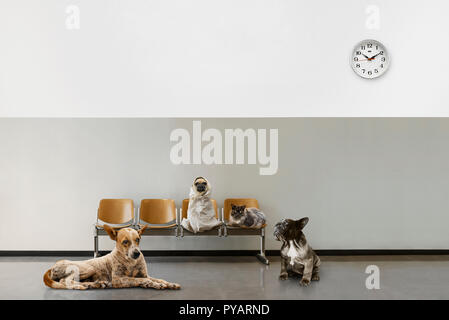 Sala di attesa con sedie, orologio e il gruppo di animali di seduta Foto Stock