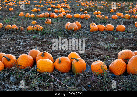 Un piano orizzontale di immagine di un campo di fattoria con zucche pronto per il raccolto in rurale Sussex New Brunswick Canada Foto Stock
