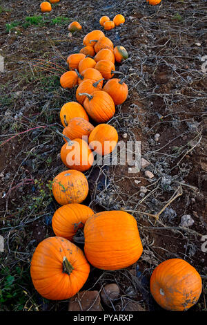 Un'immagine verticale di una fila di zucche mature pronte per essere raccolte in rurale Sussex New Brunswick Canada. Foto Stock