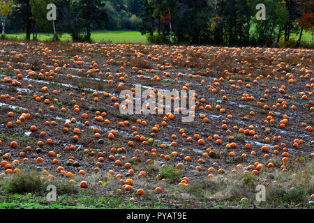 Un campo di fattoria con un raccolto di zucche pronto per un raccolto autunnale in rurale Sussex New Brunswick Canada Foto Stock