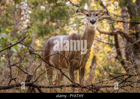 Un White Tailed Deer (Odocoileus virginianus) rossi in una foresta in autunno Foto Stock
