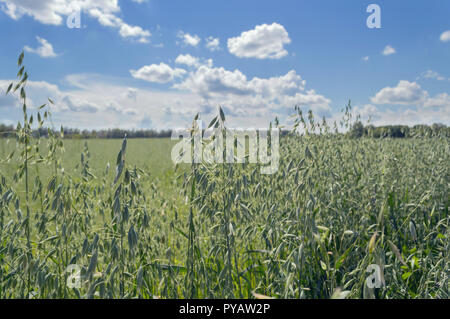 Messa a fuoco selettiva di crescente verde campo di avena sotto cieli bello Foto Stock