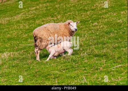 Agnello lattante da sua madre sulla collina in Galles Foto Stock