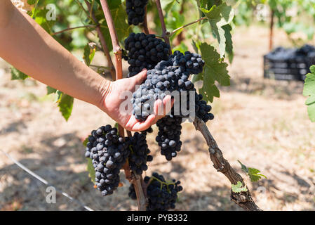 Raccolto di uve. Donna con le mani appena raccolto delle uve. Foto Stock