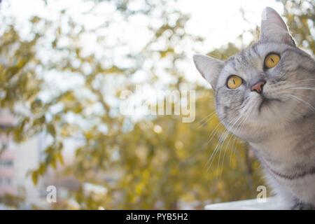 Grigio Britannico gatto ritratto su uno sfondo sfocato Giallo autunno foglie da giardino Foto Stock