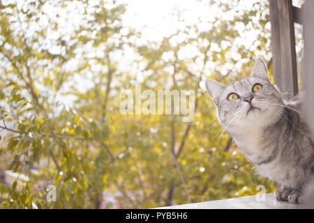 Grigio Britannico gatto ritratto su uno sfondo sfocato autunno foglie da giardino Foto Stock