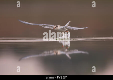 Tern comune (Sterna hirundo) Alimentazione adulto una giovane pulcino. Questo uccello si trova nel sub-regioni artiche dell Europa, Asia centrale e Nord America. Esso m Foto Stock