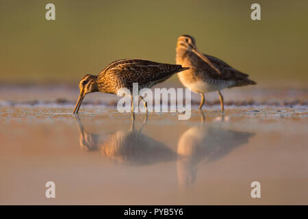 Beccaccino (Gallinago gallinago), un shorebird trovati in tutta l'America del Nord, l'Eurasia e Nord Africa. Esso ha il rettilineo più lungo bill di tutti shore Foto Stock