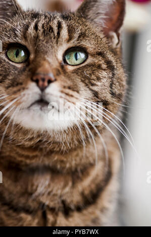 Ritagliato ritratto di un tabby cat Foto Stock