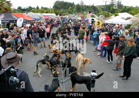 Hunterville, Nuova Zelanda - 27 Ottobre 2018 - Nuova Zelanda sheepdogs, noto come Huntaways, sono vincolati fino davanti l annuale Shemozzle ostacolo corso in cui i canini e pastori tackkle colate di fango, giro in carriole e trasportare i tori di testicoli. Il Shemozzle annuale gara richiama migliaia di persone ogni anno in questa cittadina di meno di 500 persone. Immagine: Giordano Stolley Credito: Giordano Stolley/Alamy Live News Foto Stock