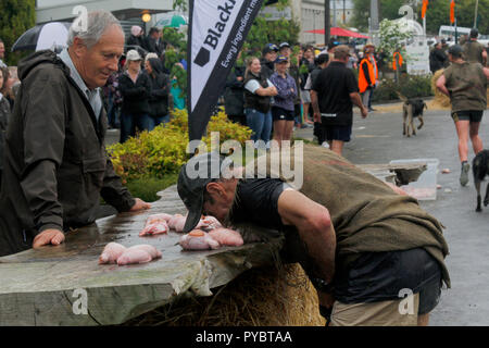 Hunterville, Nuova Zelanda - 27 Ottobre 2018 - Un pastore afferra un set di bull di testicoli withi la sua bocca prima di dover effettuare i dieci metri e di farli cadere in un secchio durante l annuale Shemozzle ostacolo corso in cui i canini e pastori tackkle colate di fango, giro in carriole e come si vede qui, tori portano i testicoli. Il Shemozzle annuale gara richiama migliaia di persone ogni anno in questa cittadina di meno di 500 persone. Immagine: Giordano Stolley Credito: Giordano Stolley/Alamy Live News Foto Stock