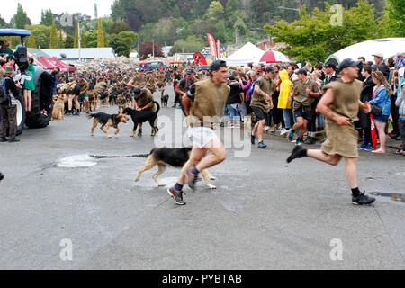 Hunterville, Nuova Zelanda - 27 Ottobre 2018 - pastori e i loro cani avviare l annuale Shemozzle ostacolo corso in cui i canini e pastori tackkle colate di fango, giro in carriole e trasportare i tori di testicoli. Il Shemozzle annuale gara richiama migliaia di persone ogni anno in questa cittadina di meno di 500 persone. Immagine: Giordano Stolley Credito: Giordano Stolley/Alamy Live News Foto Stock