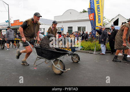 Hunterville, Nuova Zelanda - 27 Ottobre 2018 - Due pastori gara con i loro cani in carriole durante l annuale Shemozzle corsa a ostacoli che si svolge in questo piccolo borgo rurale. Questo evento annuale in cui i canini e pastori tackkle colate di fango, giro in carriole e trasportare i tori di testicoli, richiama migliaia di persone ogni anno in questa cittadina di meno di 500 persone. Immagine: Giordano Stolley Credito: Giordano Stolley/Alamy Live News Foto Stock