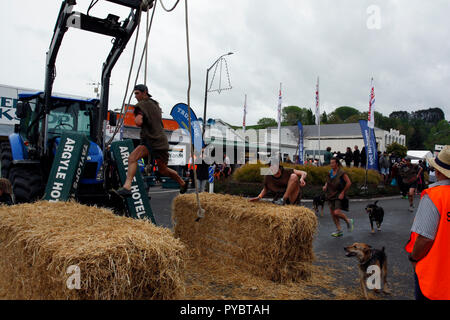 Hunterville, Nuova Zelanda - 27 Ottobre 2018 - i Pastori hanno per oscillare tra due balle di fieno durante l annuale Shemozzle corsa a ostacoli -- e di evento che vede i canini e pastori tackkle colate di fango, giro in carriole e trasportare i tori di testicoli. Il Shemozzle annuale gara richiama migliaia di persone ogni anno in questa cittadina di meno di 500 persone. Immagine: Giordano Stolley Credito: Giordano Stolley/Alamy Live News Foto Stock