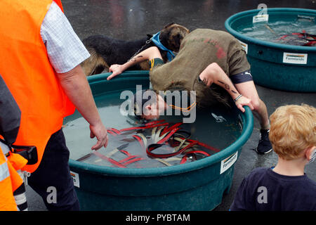 Hunterville, Nuova Zelanda - 27 Ottobre 2018 - Un pastore ha per la pesca di un collare di cani utilizzando solo la sua bocca durante l annuale Shemozzle ostacolo gara che lo vede sheepdogs e pastori tackkle colate di fango, giro in carriole e trasportare i tori di testicoli. Il Shemozzle annuale gara richiama migliaia di persone ogni anno in questa cittadina di meno di 500 persone sull'Isola Settentrionale della Nuova Zelanda. Immagine: Giordano Stolley Credito: Giordano Stolley/Alamy Live News Foto Stock
