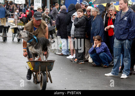 Hunterville, Nuova Zelanda - 27 Ottobre 2018 - Un pastore corse con il suo cane che abbaia in un carriole durante l annuale Shemozzle corsa a ostacoli che si svolge in questo piccolo borgo rurale. Questo evento annuale in cui i canini e pastori tackkle colate di fango, giro in carriole e trasportare i tori di testicoli, richiama migliaia di persone ogni anno in questa cittadina di meno di 500 persone. Immagine: Giordano Stolley Credito: Giordano Stolley/Alamy Live News Foto Stock