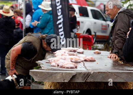 Hunterville, Nuova Zelanda- Ottobre 27, 2018 - Un pastore afferra un set di bull di testicoli con la sua bocca prima di dover trasportare i dieci metri e di farli cadere in un secchio durante l annuale Shemozzle ostacolo corso in cui i canini e pastori affrontare colate di fango, giro in carriole e come si vede qui, tori portano i testicoli. Il Shemozzle annuale gara richiama migliaia di persone ogni anno in questa cittadina di meno di 500 persone. Immagine: Giordano Stolley Credito: Giordano Stolley/Alamy Live News Foto Stock