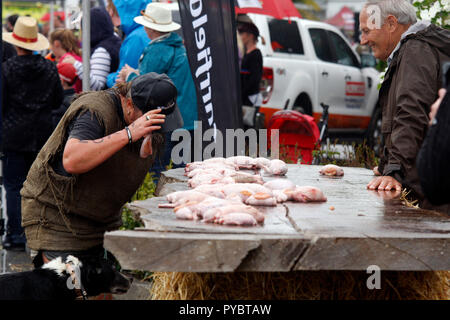 Hunterville, Nuova Zelanda - 27 Ottobre 2018 - Un pastore afferra un set di bull di testicoli con la sua bocca prima di dover trasportare i dieci metri e di farli cadere in un secchio durante l annuale Shemozzle ostacolo corso in cui i canini e pastori tackkle colate di fango, giro in carriole e come si vede qui, tori portano i testicoli. Il Shemozzle annuale gara richiama migliaia di persone ogni anno in questa cittadina di meno di 500 persone. Immagine: Giordano Stolley Credito: Giordano Stolley/Alamy Live News Foto Stock