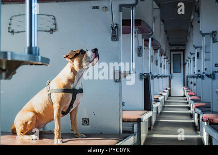 Il cane si siede in un vuoto di vintage treno passeggeri auto. Staffordshire terrier in una vecchia economia sovietica classe carrello Foto Stock