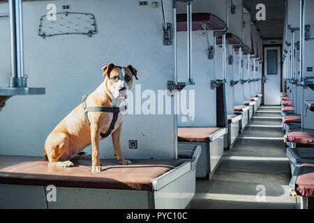 Il cane si siede in un vuoto di vintage treno passeggeri auto. Staffordshire terrier in una vecchia economia sovietica classe carrello Foto Stock