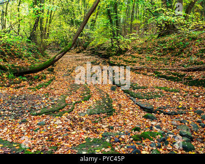 Un tappeto di foglie di autunno sul letto del fiume Skell in legno cinese vicino a Ripon North Yorkshire, Inghilterra Foto Stock