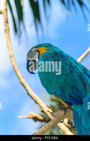 Blu-giallo Macaw pappagallo seduto sul ramo di fronte blu cielo Foto Stock