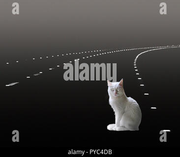 occhio di gatti Foto Stock
