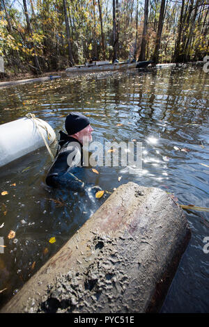 A caccia di Cypress fiume logs nelle paludi della Carolina del Sud. Foto Stock