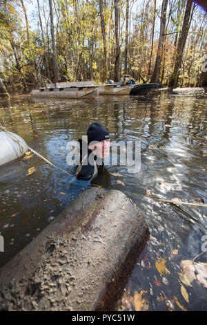 A caccia di Cypress fiume logs nelle paludi della Carolina del Sud. Foto Stock