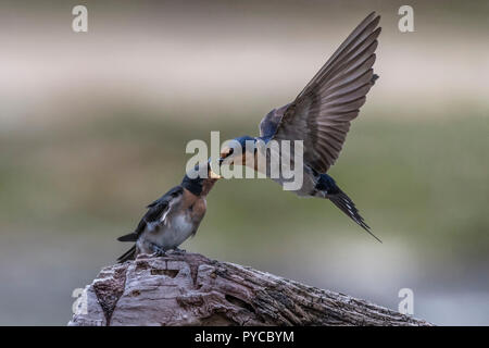 Benvenuti swallow con ali sollevata in volo pulcino di alimentazione narawntapu parco nazionale Tasmania australia Foto Stock