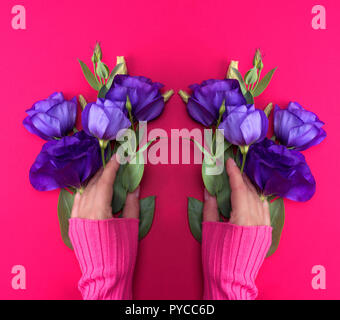 Due donne in mano un maglione rosa tenendo un ramo di un fiore blu Eustoma Lisianthus su uno sfondo rosa, vista dall'alto Foto Stock