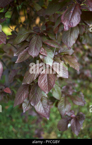 Il fogliame rosso di Prunus cerasifera nigra Foto Stock