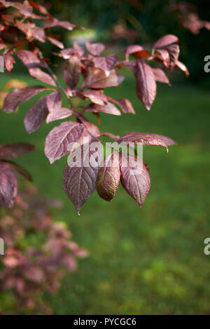 Il fogliame rosso di Prunus cerasifera nigra Foto Stock