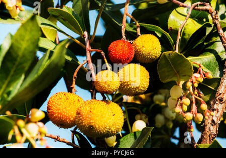 Bellissimi frutti di corbezzolo o Arbutus unedo tree ,i frutti sono di colore giallo e rosso con superficie ruvida , luminosa giornata di sole Foto Stock