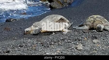 Le tartarughe di mare sulla spiaggia di sabbia nera di Punalu'u Beach, Hawaii Foto Stock