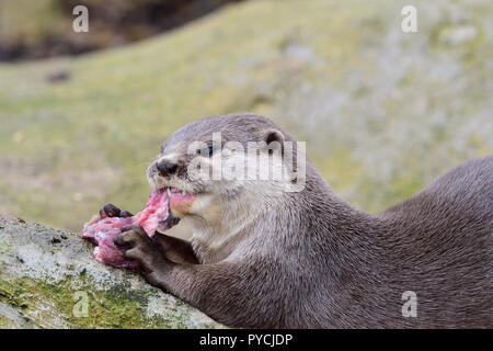 Close up ritratto di un breve orientali artigliato otter mangiare Foto Stock