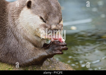 Close up ritratto di un breve orientali artigliato otter mangiare Foto Stock