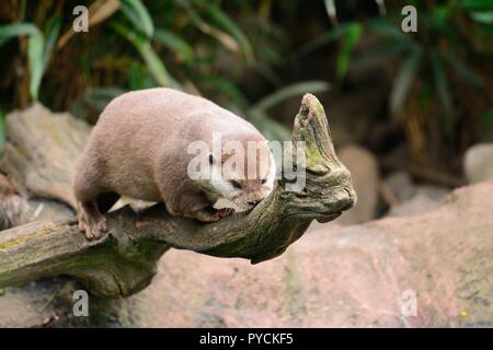 In prossimità di un breve orientali artigliato lontra (aonyx cinerea) rilassante su un log Foto Stock