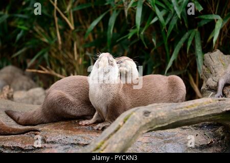 Due brevi orientali artigliato lontre (aonyx cinerea) coccole Foto Stock