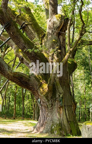 Dettaglio della più antica quercia in Polonia chiamato bartek Foto Stock