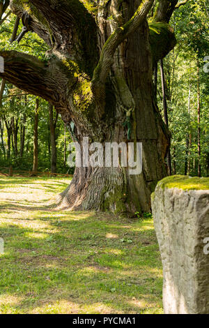 Dettaglio della più antica quercia in Polonia chiamato bartek Foto Stock