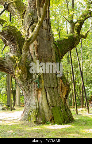 Dettaglio della più antica quercia in Polonia chiamato bartek Foto Stock